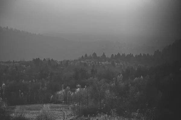 El sol brilla en el claro del bosque. Bosque de montaña concepto paisaje . —  Fotos de Stock