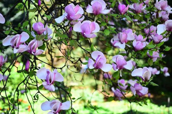 Magnolia notatki. Magnolia kwiaty kwitnąć. Kwitnące drzewa magnolii. Kwitnąca drzewo w parku wiosną. Magnolia fioletowe kwiaty w pełnym rozkwicie. Ogród wiosną — Zdjęcie stockowe