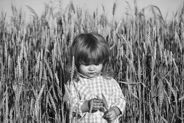 Pequeno menino no campo verde de espiguetas grama — Fotografia de Stock