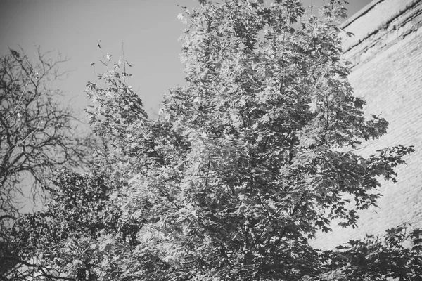 Sonbahar Akça ağaç tuğla duvar mavi gökyüzü üzerinde bırakır. — Stok fotoğraf