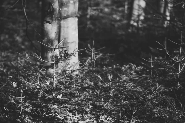 Razele soarelui și umbrele din pădure . — Fotografie, imagine de stoc