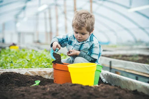 Ouvrier de serre. petit garçon ouvrier de serre. serricole plantant des fleurs. travailleur de serre petit garçon se soucient de l'environnement. travailler avec des plantes est un grand plaisir . — Photo