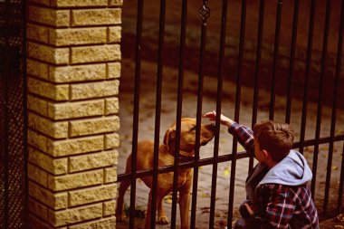 Belgili tanımlık pups kaydedin. Küçük çocuk okşama köpek. küçük çocuk hayvan aşık. Hayvan barınağı köpekler kaydetmek