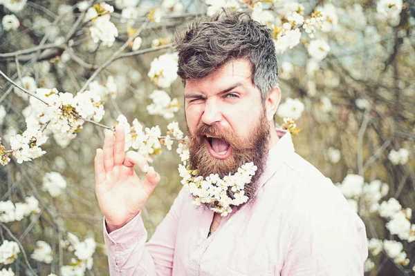 Bearded male face near blooming cherry tree. Hipster with cherry blossom in beard shows ok gesture. Man with beard and mustache on winking face near tender white flowers. Spring mood concept. — Stock Photo, Image