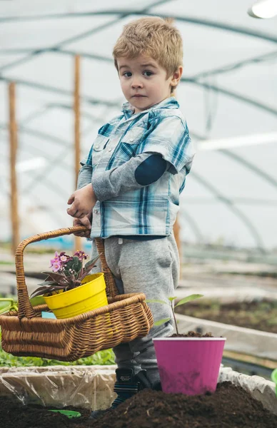 家の温室。自宅の温室で働く小さな男の子。植物を育てるための家庭の温室効果。小さな男の子は、自宅の温室での花のバスケットを保持します。あなたの趣味をビジネスに変える. — ストック写真