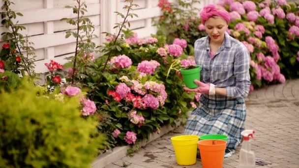 Jardinería. La muchacha trabaja en el jardín de los arbustos la hortensia. Mujer jardinero riega flores con regadera. Las flores son rosadas, azules y florecen en una casa de campo . — Vídeos de Stock