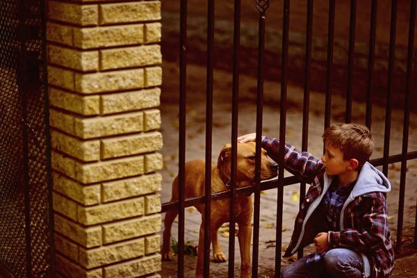 La mejor terapia curativa es la amistad y el amor. Niño pequeño acariciando perro. El niño adopta a un nuevo amigo del refugio de perros. Construyendo lazos de amistad — Foto de Stock