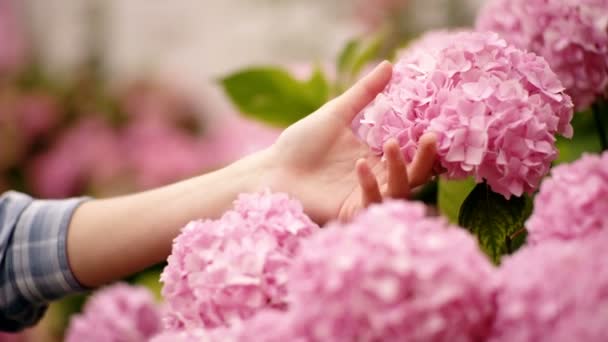 庭のアジサイの花 紫陽花の茂みにガーデニング カントリー ガーデンの女の子の手に触れる束 — ストック動画