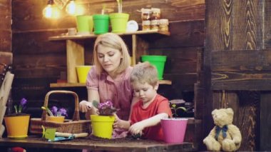 Mom and son plant and care for flowers. Woman and boy plant flowers in colorful pots on a wooden background.