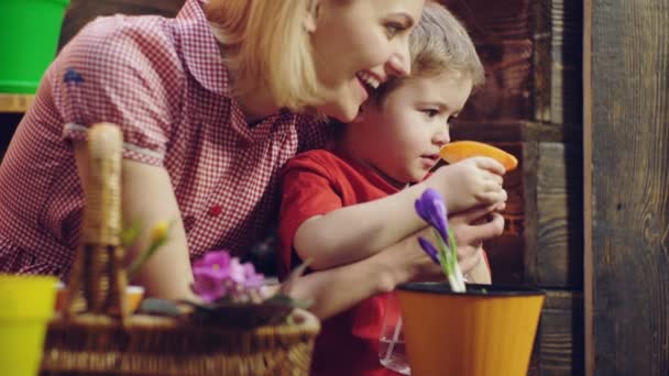 Pojke hjälper mamma att vatten och växt blommor i krukor. Trädgårdsmästare en liten pojke som vattna blommor i krukor. Våren koncept, naturen och vård. — Stockvideo