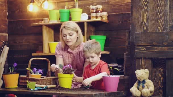 ママと息子の植物と花のケア。女性と少年は木製の背景にカラフルな鉢に花を植える. — ストック動画