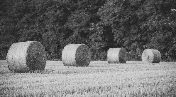 Okrągłe bele słomy na polu — Zdjęcie stockowe