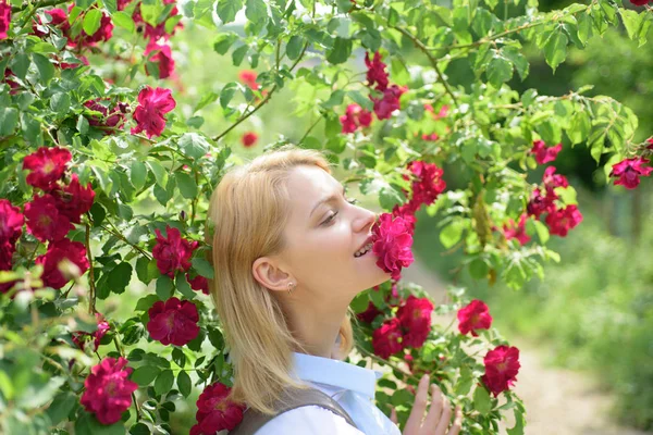 Bella bionda che profuma di rose. Donna sexy a fioritura rosa rosato arbusto. Bella donna odore di fiori di rosa nel giardino estivo. Donna sensuale godere della fioritura dei fiori. Fiori estivi in fiore — Foto Stock