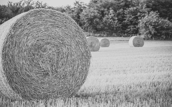 Pacas de paja en el campo cosechado — Foto de Stock