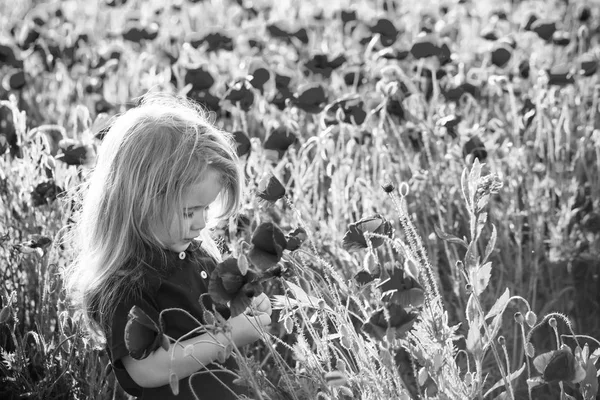 Niño o niño pequeño en el campo de semillas de amapola —  Fotos de Stock