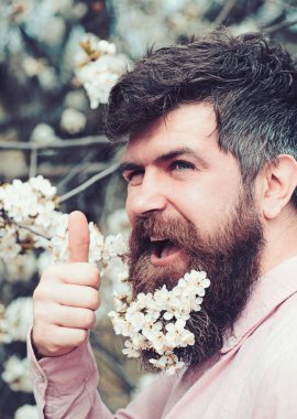 Bahar ruh kavramı. Çiçek açan yakınındaki sakallı erkek yüz kiraz ağacı. Başparmak hipster sakal içinde kiraz çiçeği ile ortaya çıktı. Sakal ve bıyık ihale beyaz çiçekler yakınındaki mutlu yüz adamım, yakın çekim.