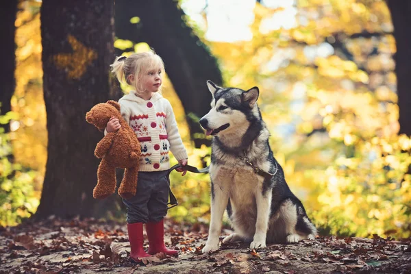 O miúdo brinca com o cão na floresta de Outono. Criança com malamute e ursinho de pelúcia ao ar livre — Fotografia de Stock