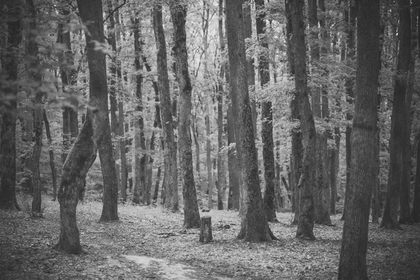 숲에서 이끼와 오래 된 키 큰 나무. — 스톡 사진