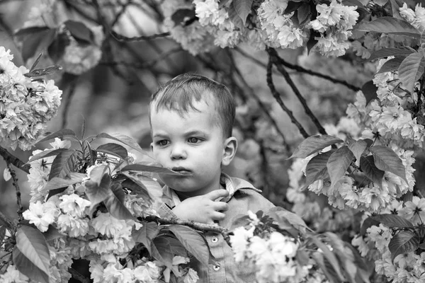 Menino bonito entre flores rosa florescentes — Fotografia de Stock