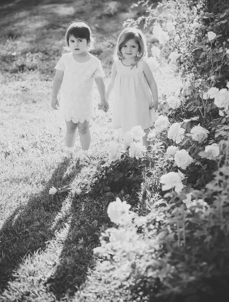 Los niños de pie sobre hierba verde en flor flores de rosas —  Fotos de Stock