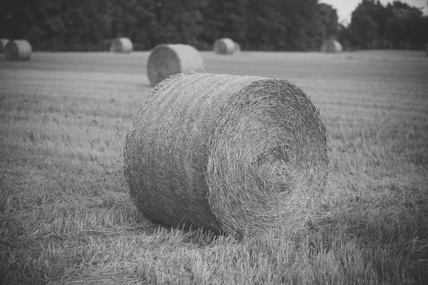 Heuballen trocken auf dem Feld, Landwirtschaft — Stockfoto