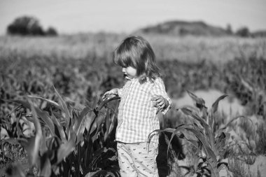 Yeşil mısır tarlasında küçük bir çocuk ya da mısır