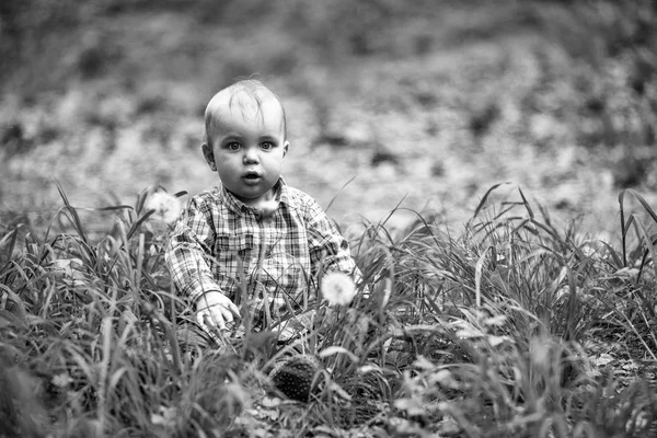 Baby in grass with white dandelions — Stock Photo, Image