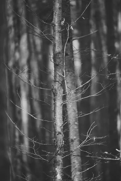 Viejos árboles secos en el bosque de otoño bajo la luz del sol . — Foto de Stock