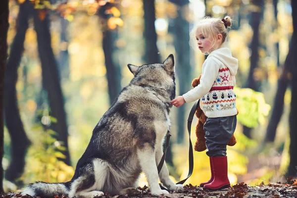 Cagoule rouge avec loup dans les bois de conte de fées. Petite fille avec chien dans la forêt d'automne. Enfance, jeu et plaisir. Activité et repos actif. Jeu d'enfant avec husky et ours en peluche sur l'air frais extérieur — Photo