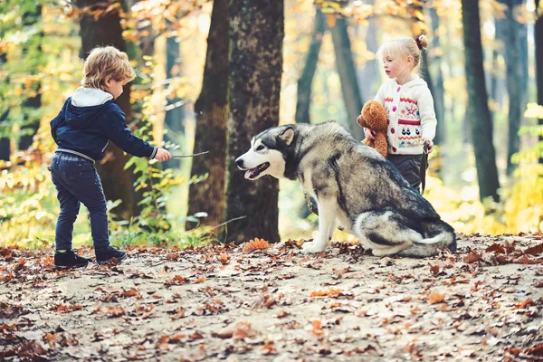 Amis dressant chien dans la forêt d'automne. Amis, amitié et amour des enfants — Photo