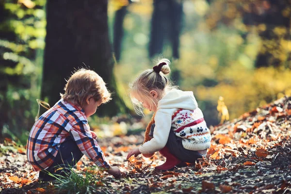 Kids hareket ve aktif dinlenme. Çocuk meşe palamutları meşe ağaçlarının seç. Kız ve erkek kardeşim sonbahar ormanda kamp. Küçük oğlan ve kız arkadaşlar üzerinde taze hava iyi eğlenceler. Çocukluk ve çocuk dostluk — Stok fotoğraf