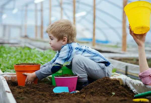 Développer le concept d'entreprise. petit garçon cultiver des plantes et avoir des affaires agricoles. développer des activités dans l'industrie agricole. faire croître les affaires ensemble. jardinage est plus que passe-temps . — Photo