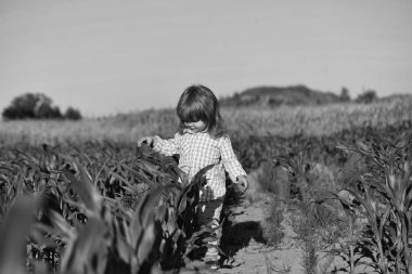 Yeşil mısır tarlasında küçük bir çocuk ya da mısır