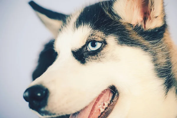 Élet rövid, játék-val kutyátok. Husky kék szemek és a farkas, mint a megjelenés. Husky kutya. Aranyos kisállat kutya. Szibériai ember héjas egy gyönyörű fajtiszta kutya tenyészt. Kisállat gond. Kutya klub — Stock Fotó