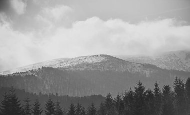 Dağ orman manzarası ile çam ağaçlarının silhouettes