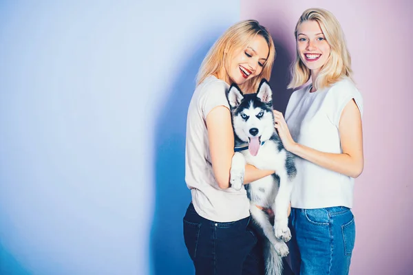 The best dog ever. Pretty women hold pedigree dog. Sexy women with dog pet. Happy girls with sensual look. Husky dog with blue eyes and wolf like look. Happy sisters with family pet, copy space