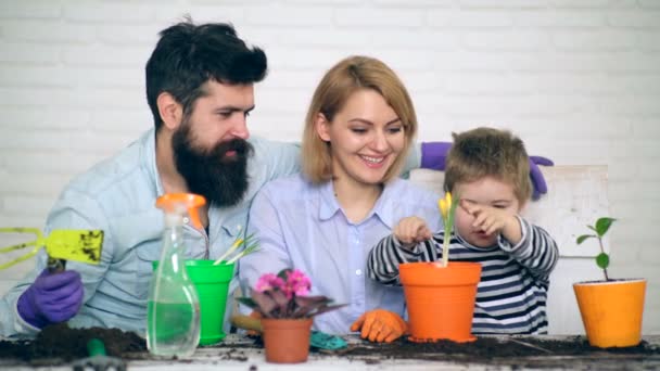 O menino plantando tulipas com seus pais em vasos coloridos. Conceito de jardinagem. Os pais estão felizes com o fato de que o menino os ajuda a plantar flores. . — Vídeo de Stock