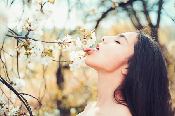 Lady brunette near blooming cherry tree. Woman licks cherry blossom with tongue. Girl with long hair on calm face near tender white flowers. Spring mood concept