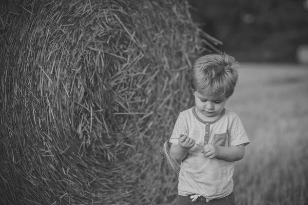 Bambino giocare con spikelet in fattoria o campo ranch, vacanza — Foto Stock