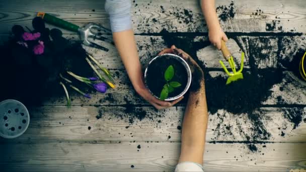 Un niño con sus padres planta flores en macetas. Concepto de Yin Yang. Flores de desembarco en el verano . — Vídeo de stock