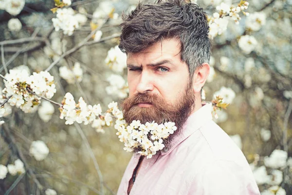 Visage masculin barbu près d'un cerisier en fleurs. Hipster avec fleur de cerisier dans la barbe. Homme avec barbe et moustache sur le visage strict près des fleurs blanches tendres. Concept d'humeur de printemps . — Photo