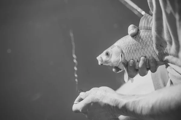 잉어 낚시, 낚시, 물고기 잡기 — 스톡 사진
