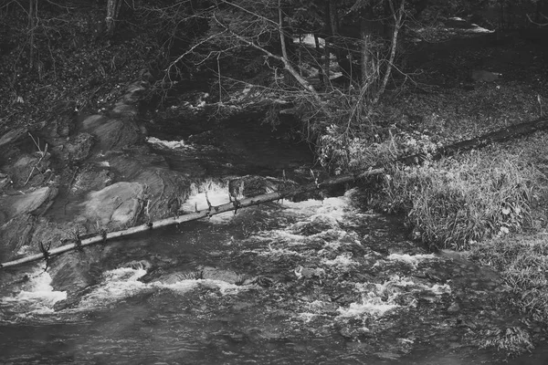 Berg rivier of stream in bos. Bron van water — Stockfoto