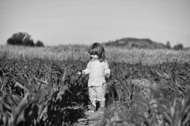 Yeşil mısır tarlasında küçük bir çocuk ya da mısır