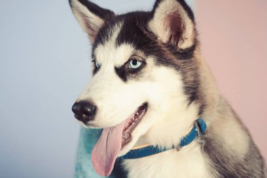 O sadece bir köpek. Husky köpek. Sevimli evcil köpek. Siberian dış yapraklar güzel safkan köpek soyu tükeniyor. Husky mavi gözleri ve kurt gibi görünüyorsun. Evde beslenen hayvan kaygı. Köpek Kulübü
