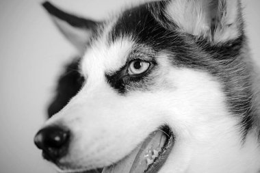 Hayat kısa, ile senin köpek oyun. Husky mavi gözleri ve kurt gibi görünüyorsun. Husky köpek. Sevimli evcil köpek. Siberian dış yapraklar güzel safkan köpek soyu tükeniyor. Evde beslenen hayvan kaygı. Köpek Kulübü