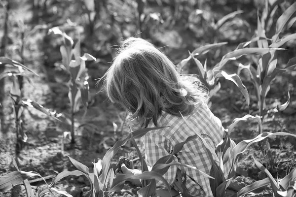 緑のトウモロコシ畑の小さな男の子 — ストック写真