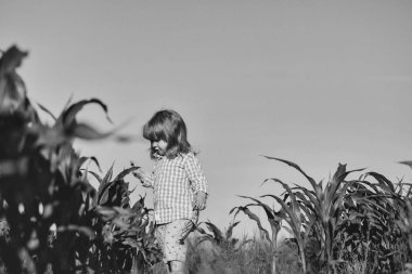 Yeşil mısır tarlasında küçük bir çocuk ya da mısır