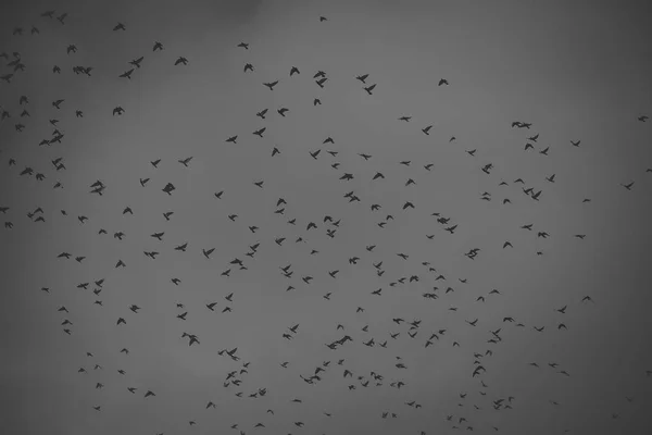 Migratory birds concept. Black birds or crows in dark sky. Many small birds fly high in gloomy fall sky with clouds on background. Birds fly to warmer lands.