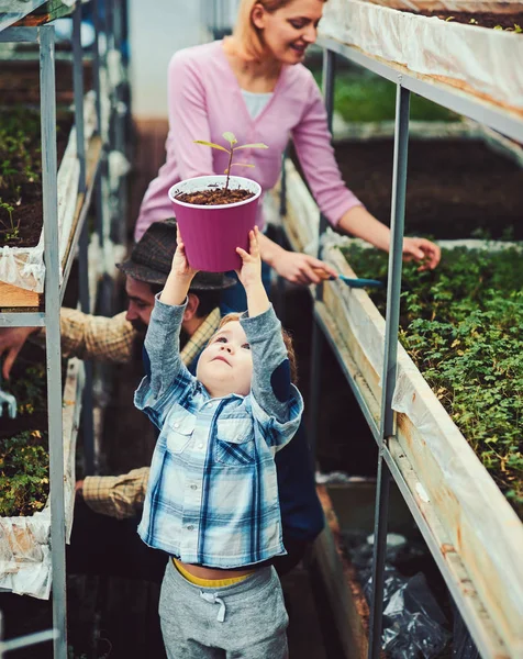 家族一緒に温室での作業します。彼の頭、ママとパパの背景の花を植えることの上のピンクのポットを保持している小さな金髪の少年 — ストック写真